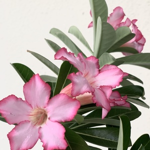 My Adenium in full bloom with the sunny rainy weather these few days.