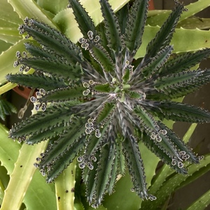 Bryophyllum Delagoense (Mother of Millions)