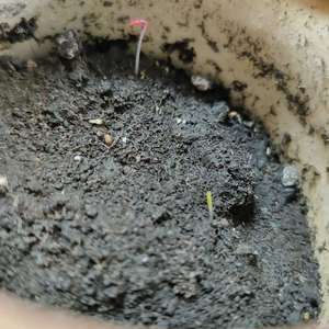 我新添加了一棵“角堇”到我的“花园”