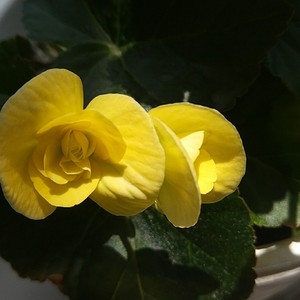 我新添加了一棵“丽格海棠_黄色”到我的“花园”