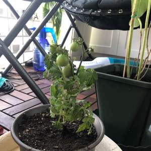 我新添加了一棵“吃的-番茄”到我的“花园”