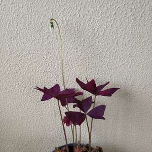 我新添加了一棵“紫三叶”到我的“花园”