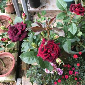 我新添加了一棵“玫瑰～25”到我的“花园”