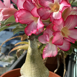 Adenium Obesum (Desert Rose)