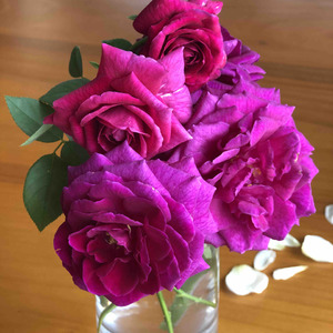 我把你的花摘了，为了验证一下是不是会变紫😏，原来是真的会变紫啊，上面的两朵是今天摘的，下面三朵是前天摘。一株小苗开出这么一堆花来，力量很大花儿啊！还有，香味真是迷人，玫瑰甜香带一点姜花的味道，丝绒般的质感，又叫皇宫，我心里就跟泰国大皇宫搭配好了😄