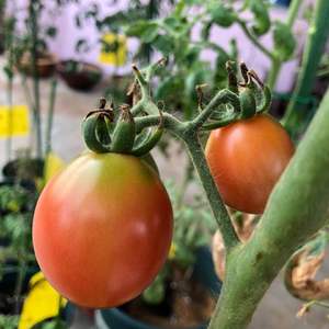 我新添加了一棵“黑美人番茄”到我的“花园”