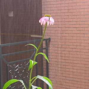 风雨中的松果菊