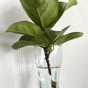 Propogating Ficus Lyrata from cutting