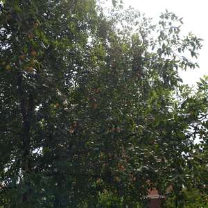 我新添加了一棵“枣树”到我的“花园”