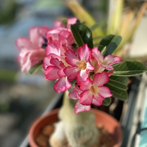 Adenium Obesum (Desert Rose)
