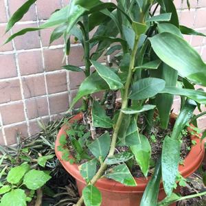 香水柠檬growing Garden Manage Cuidado De Las Plantas Jardin De Pusadee Flor