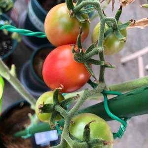 我新添加了一棵“樱桃番茄🍅”到我的“花园”