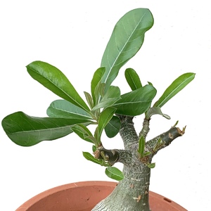 Pruned adenium has quickly sprouted new leaves.