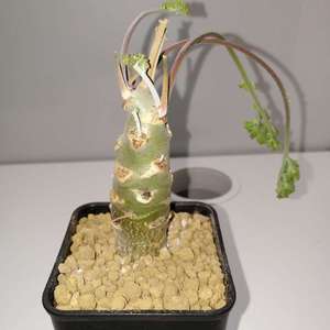 Pelargonium carnosum 枯野洋葵