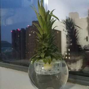 我新添加了一棵“菠萝”到我的“花园”