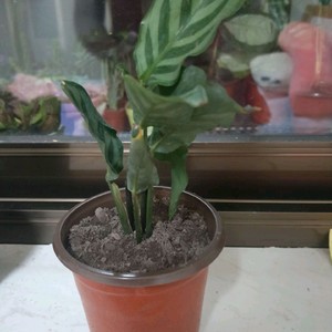 我新添加了一棵“飞羽竹芋”到我的“花园”