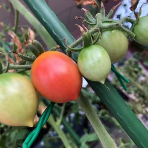 我新添加了一棵“寿桃番茄”到我的“花园”