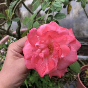 另一株不知品種的玫瑰花，今天雨下不停也忘了聞有沒有香味，如果有人恰好知道是什麼品名，再請留言告訴我。