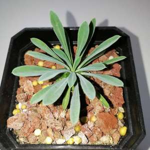 Euphorbia ‘Cocklebur’  峨眉山
