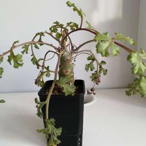 Pelargonium carnosum 枯野洋葵