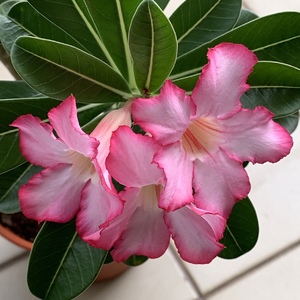 My Adenium in full bloom with the sunny rainy weather these few days.