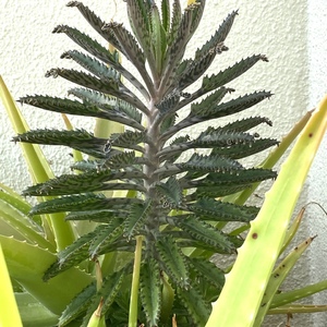 Bryophyllum Delagoense (Mother of Millions)