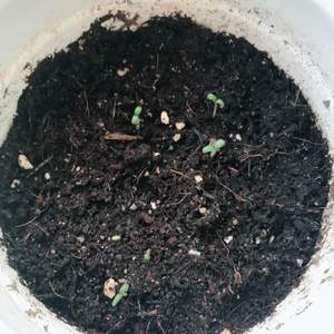 제가 새로운 식물 “방울토마토”한 그루를 나의 “화원”에 옴겼어요. 
