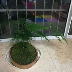 我新添加了一棵“文竹”到我的“花园”