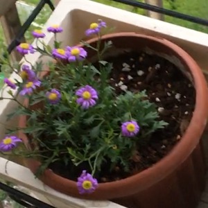 我新添加了一棵“姬小菊”到我的“花园”