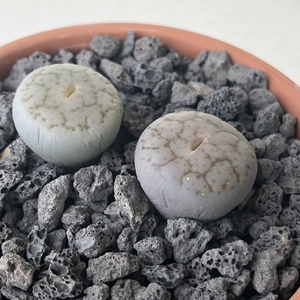 ✖︎ Lithops Pseudotruncatella (Truncate Living Stone)