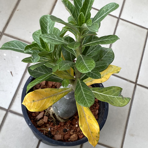Repotted adenium leaves turning yellow.