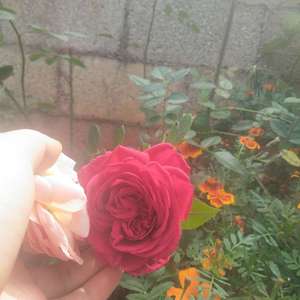 我新添加了一棵“玫瑰国度的天使”到我的“花园”
