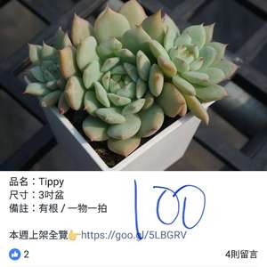 我新添加了一棵“Tippy20181115”到我的“花園”。
