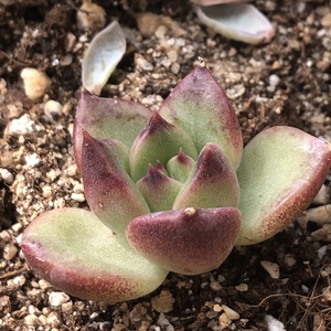紫晶（19.8）多肉植物