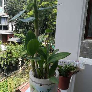 我新添加了一棵“石斛米奇”到我的“花园”