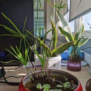 我新添加了一棵“水竹”到我的“花园”