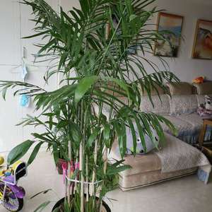 我新添加了一棵“夏威夷竹子”到我的“花园”