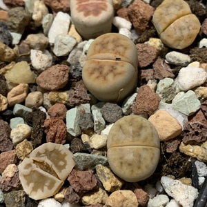 I just realised that Lithops need to be hydrated or it will wrinklw amd shrink. Don't wait until it wrinkle to water. And they need soil with more organic mix than succulents.