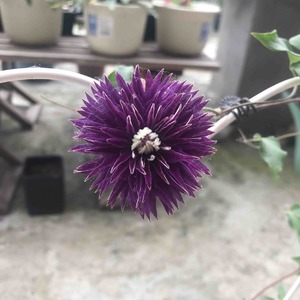 铁线莲- -紫子丸