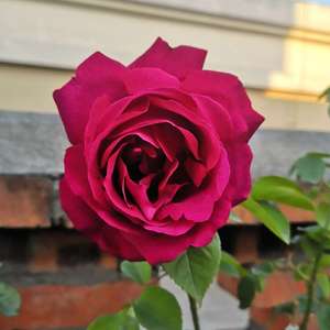 我新添加了一棵“玫瑰—滇红”到我的“花园”