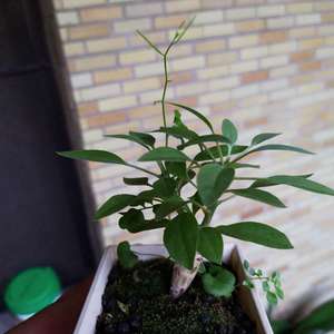 我新添加了一棵“福桂樹 Fouquieria splendens”到我的“花園”。