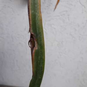 Neomarica gracilis (lirio caminante)
