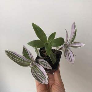Tradescantia albiflora ‘Pink Lilac’