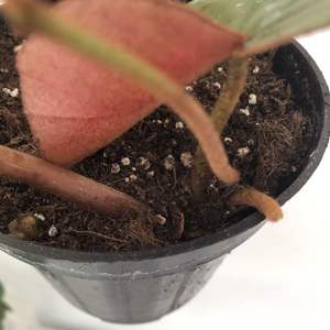 Begonia Lyman-Smithii