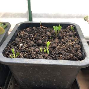 我新添加了一棵“花毛茛2018.11”到我的“花园”