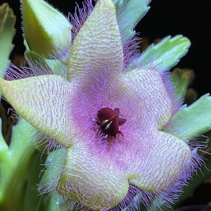 Stapelia Grandiflora (Carrion Plant)