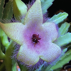 Stapelia Grandiflora (Carrion Plant)