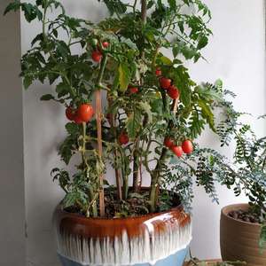 我新添加了一棵“小番茄”到我的“花园”