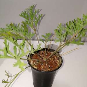 Pelargonium dolomiticum 香叶洋葵