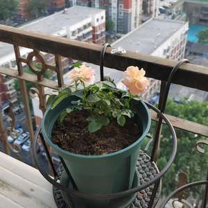 我新添加了一棵“果汁阳台”到我的“花园”